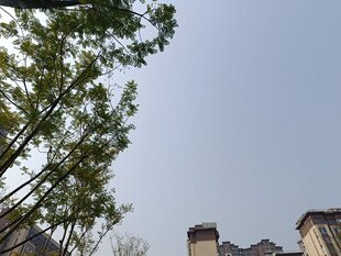 绿树映衬下的城市建筑