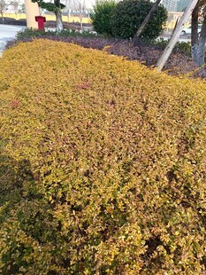 金黄繁茂的大片灌木丛