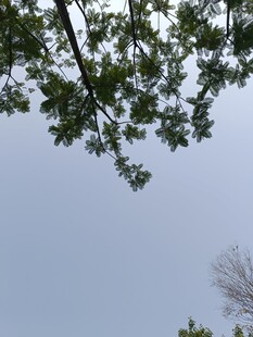 仰视枝叶与天空的景致