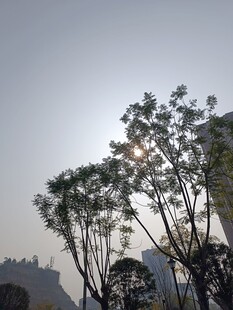 阳光下的树木与城市天际