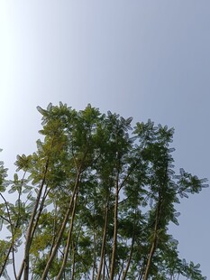 蓝天之下的挺拔竹林