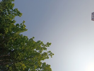 树梢之上的蓝天与风筝