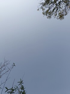 仰视天空中的枝叶