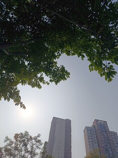 绿树掩映下的城市高楼