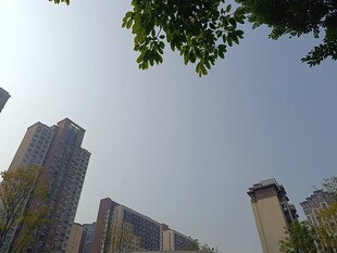 城市高楼与树梢景观