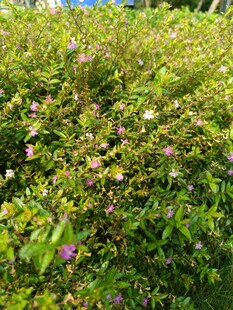 繁茂绿植中的零星小花