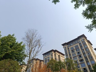 小区楼宇与绿树景观