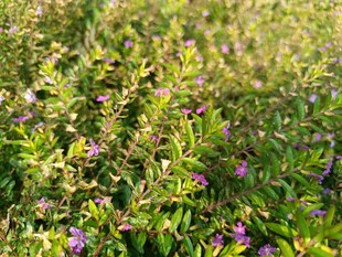 紫色小花点缀的绿色草地