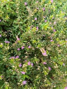 绿叶间绽放的紫色小花