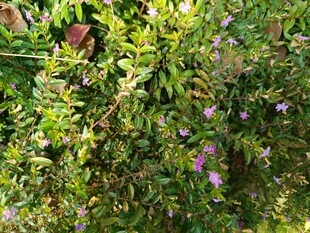 绿叶丛中的紫色小花