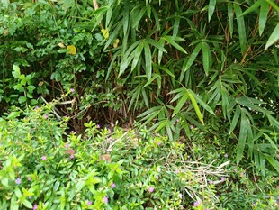 繁茂绿植中的生机景象