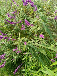 紫色野花绽放于绿野间