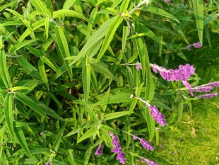 翠绿草丛中的紫色小花