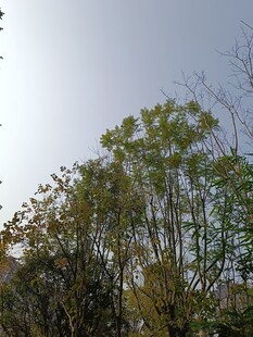 秋日树林中的树木景致