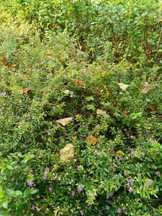 草丛中的石块与小花