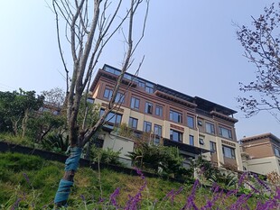 山坡上的多彩房屋与花卉