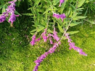 紫色穗状花朵绽放于绿草间