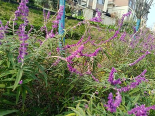 紫色花卉绽放于绿植间