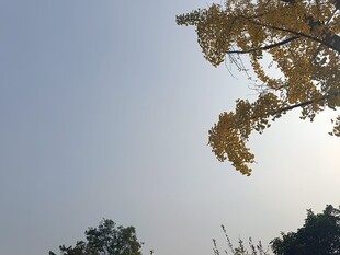 秋日银杏树枝映蓝天