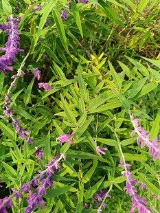 紫色花卉与绿叶的自然景致