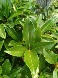翠绿繁茂的植物叶片特写