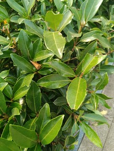 翠绿叶片的生机绿植