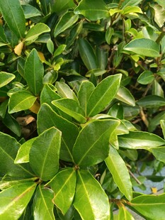 翠绿叶片的生机植物