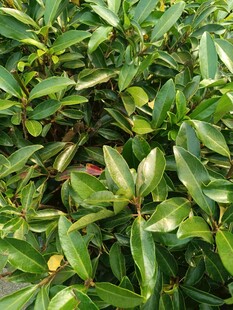 茂密绿叶植物特写