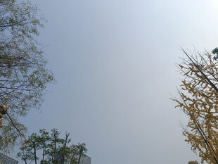 秋日树梢与晴朗天空