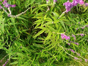 绿叶间的紫色花卉