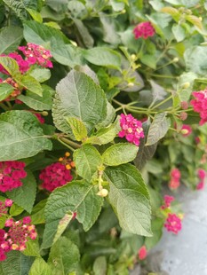 绿叶间绽放的娇艳红花