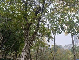 城市中葱郁的树木景观