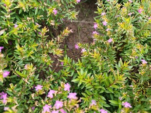 繁茂花丛中的紫色小花