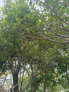 茂密树林中的繁茂枝叶