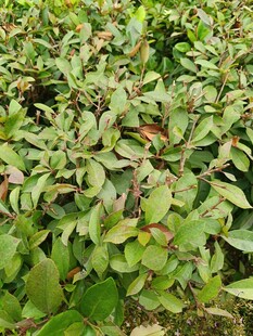 绿叶繁茂的植物景观