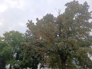 户外茂盛树木景观