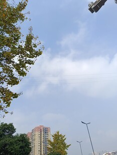 城市天空下的绿树与高楼