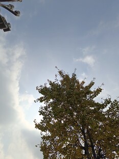 仰望蓝天与葱郁树木