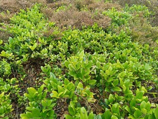 绿意盎然的植物景观