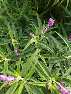 紫色小花绽放于绿叶间