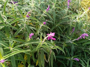 紫色野花丛中的美丽景致