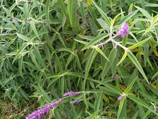 紫色花卉生长于绿植间