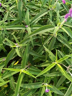 绿叶间的紫色小花