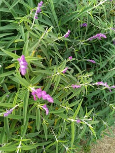 紫色穗状野花绿植景观