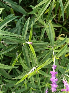 绿叶丛中绽放的紫色小花