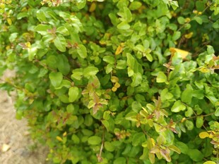 翠绿繁茂的绿植景观