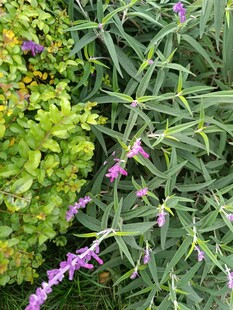 紫色穗状花与绿叶植物