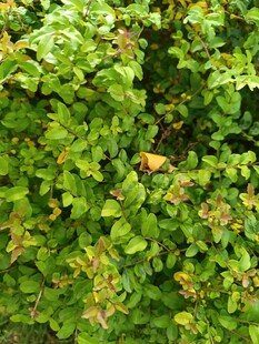 翠绿繁茂的植物叶片