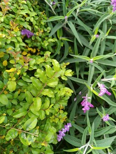 多彩绿植与紫色小花