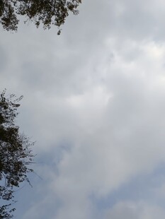 天空中的云朵与树梢